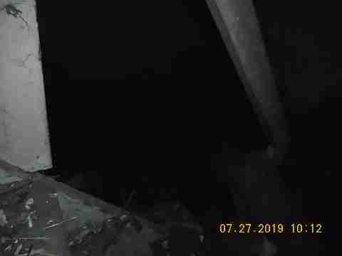 16737 Dolphin (35)_m.jpg